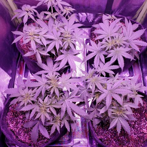 Diesel Auto con Cruza growlog timeline photo