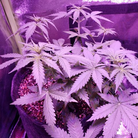Diesel Auto con Cruza growlog timeline photo