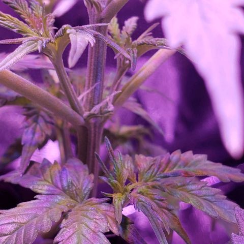 Diesel Auto con Cruza growlog timeline photo