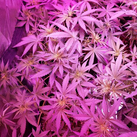 Diesel Auto con Cruza growlog timeline photo