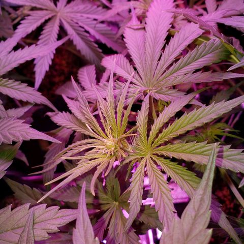 Diesel Auto con Cruza growlog timeline photo