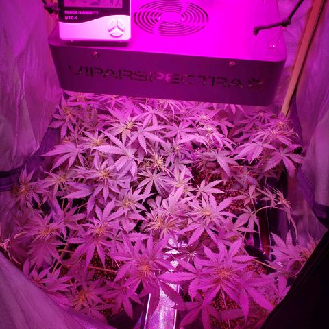 Diesel Auto con Cruza growlog timeline photo