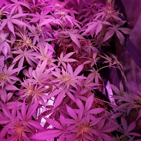 Diesel Auto con Cruza growlog timeline photo
