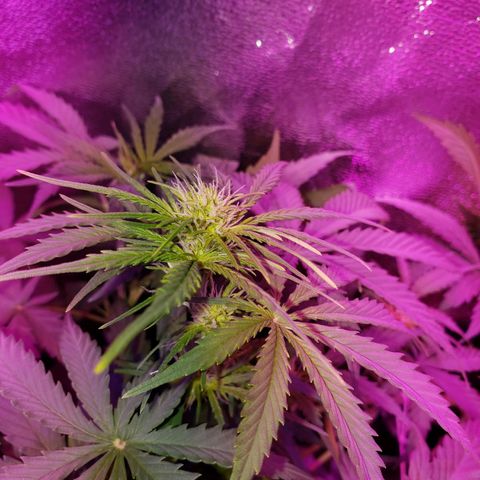 Diesel Auto con Cruza growlog timeline photo