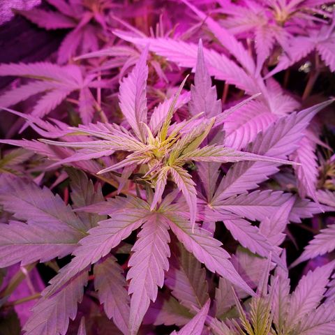 Diesel Auto con Cruza growlog timeline photo
