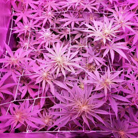 Diesel Auto con Cruza growlog timeline photo