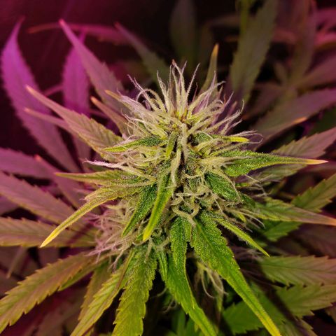 Diesel Auto con Cruza growlog timeline photo