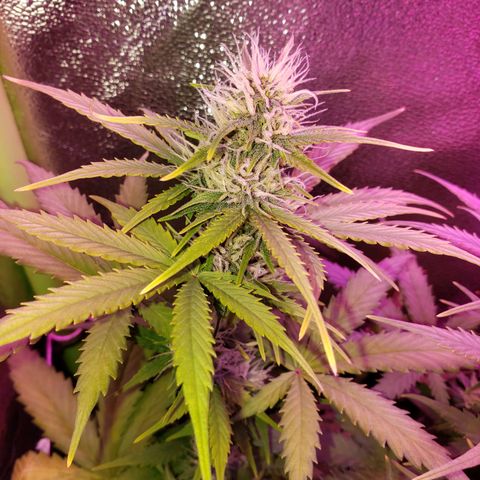 Diesel Auto con Cruza growlog timeline photo