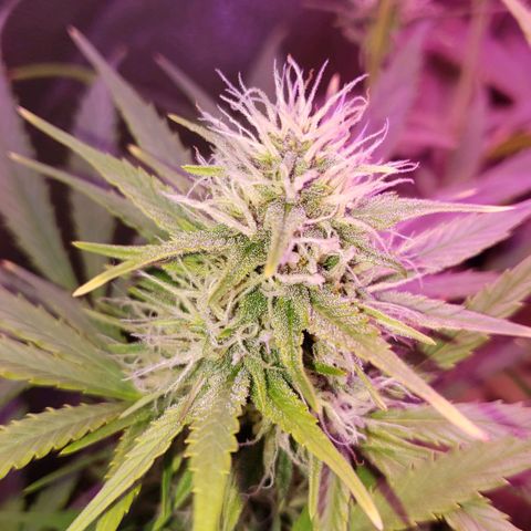 Diesel Auto con Cruza growlog timeline photo