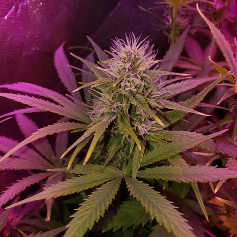 Diesel Auto con Cruza growlog timeline photo