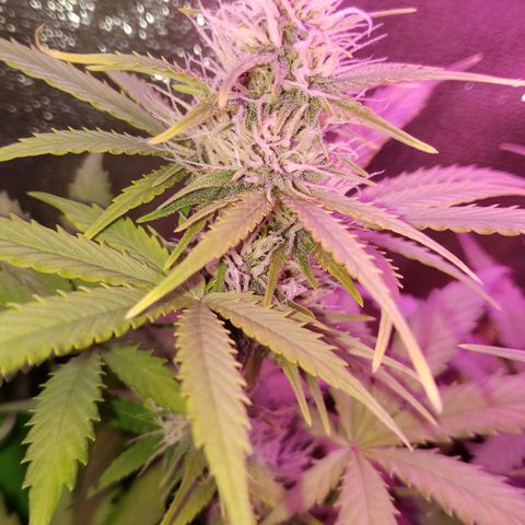 Diesel Auto con Cruza growlog timeline photo