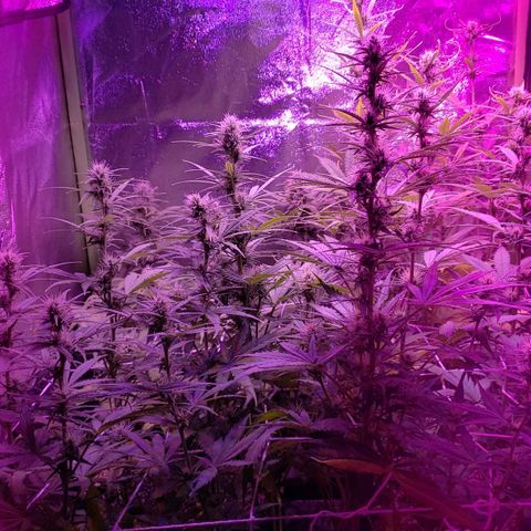 Diesel Auto con Cruza growlog timeline photo