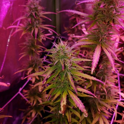 Diesel Auto con Cruza growlog timeline photo