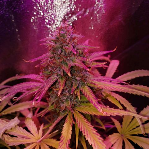 Diesel Auto con Cruza growlog timeline photo