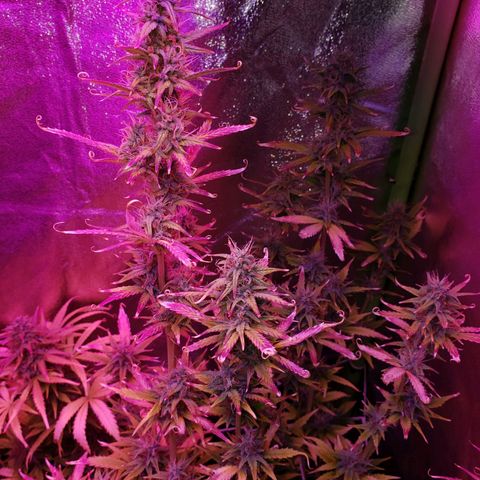 Diesel Auto con Cruza growlog timeline photo