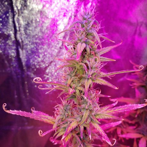 Diesel Auto con Cruza growlog timeline photo