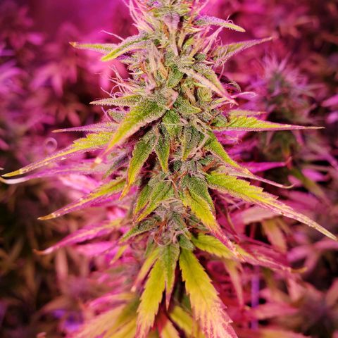 Diesel Auto con Cruza growlog timeline photo