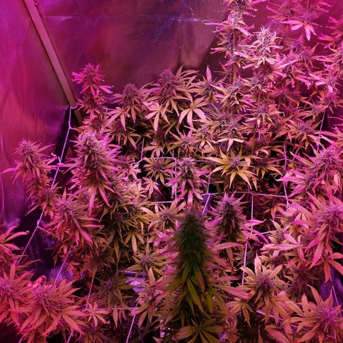 Diesel Auto con Cruza growlog timeline photo