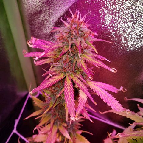 Diesel Auto con Cruza growlog timeline photo