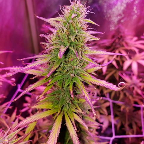 Diesel Auto con Cruza growlog timeline photo