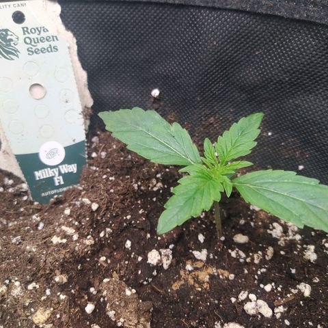 Milky way f1 growlog timeline photo