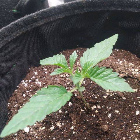 Forbidden Punch growlog timeline photo