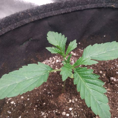Forbidden Punch growlog timeline photo