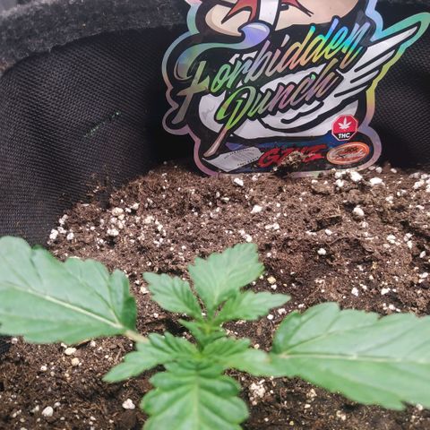 Forbidden Punch growlog timeline photo