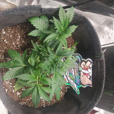Forbidden Punch growlog timeline photo