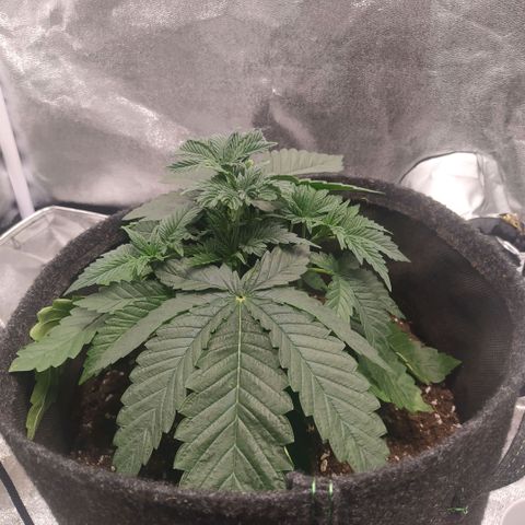 Forbidden Punch growlog timeline photo