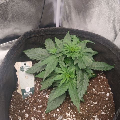 Milky way f1 growlog timeline photo