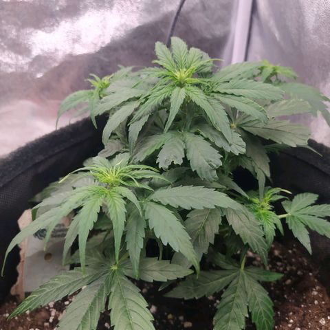 Milky way f1 growlog timeline photo