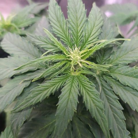 Milky way f1 growlog timeline photo