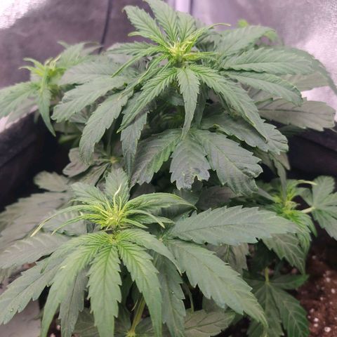 Milky way f1 growlog timeline photo