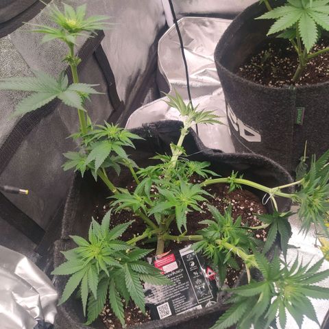 Forbidden Punch growlog timeline photo