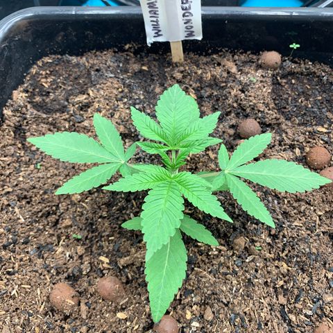 Williams Wonder growlog photo: 4 th set