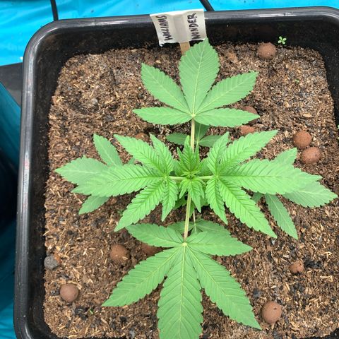 Williams Wonder growlog photo: Set 6