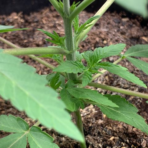 Williams Wonder growlog photo: Short internodal spacing

