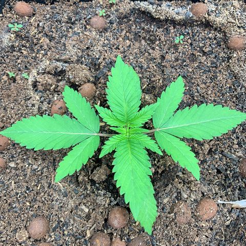 NY Blueberry x Trinity Skunk growlog photo: Vigorously healthy 