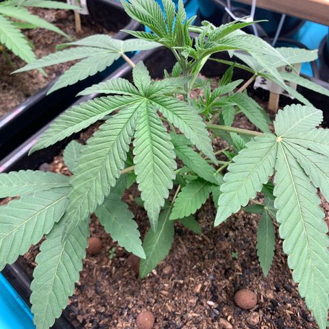 Williams Wonder growlog timeline photo