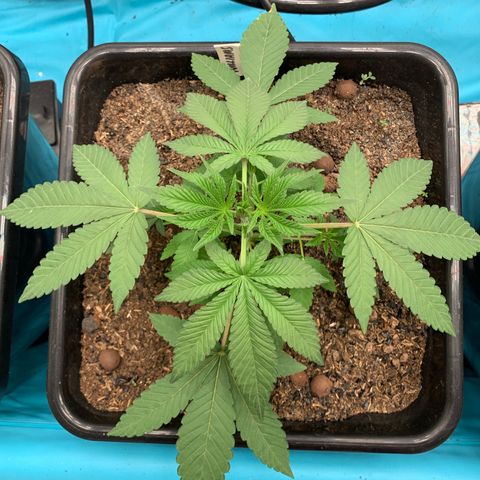 Williams Wonder growlog timeline photo