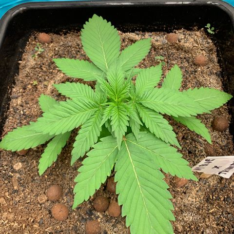 NY Blueberry x Trinity Skunk growlog timeline photo