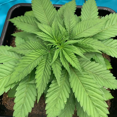 NY Blueberry x Trinity Skunk growlog timeline photo