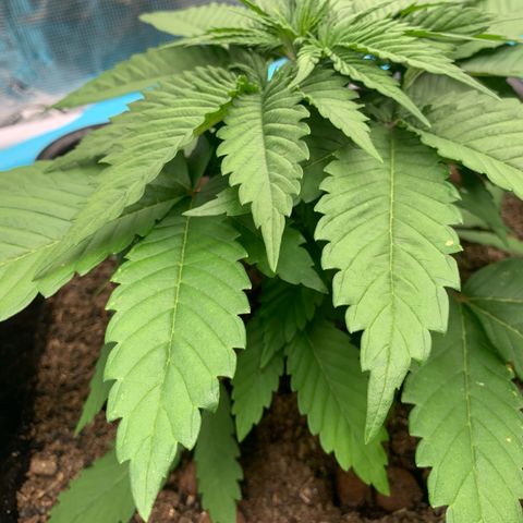 NY Blueberry x Trinity Skunk growlog timeline photo