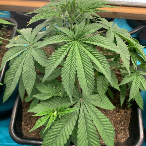 Williams Wonder growlog timeline photo