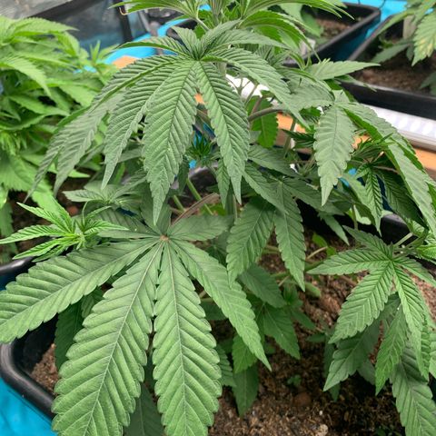 Williams Wonder growlog timeline photo