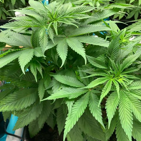 NY Blueberry x Trinity Skunk growlog timeline photo