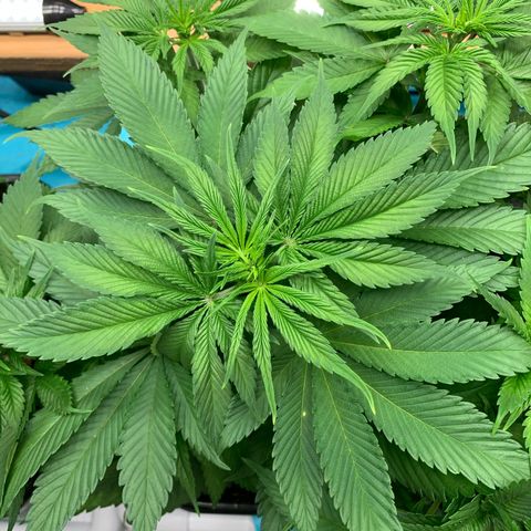 NY Blueberry x Trinity Skunk growlog timeline photo