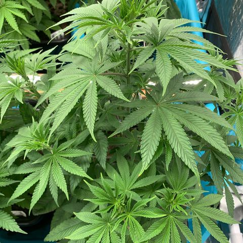 Williams Wonder growlog timeline photo