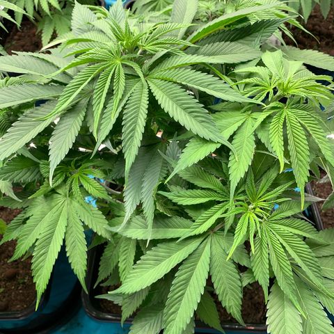 NY Blueberry x Trinity Skunk growlog timeline photo